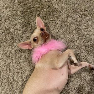 Meet your Posher, Daisy